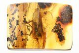 Detailed Fossil Horse Fly (Tabanidae) In Baltic Amber - Rare! #367301-2